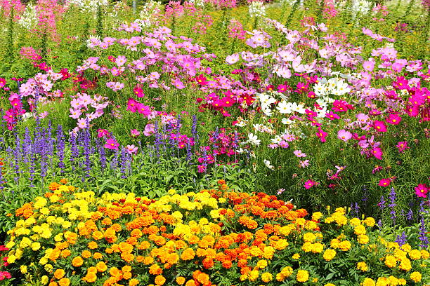 istock Flower gardens in Thailand 477368397