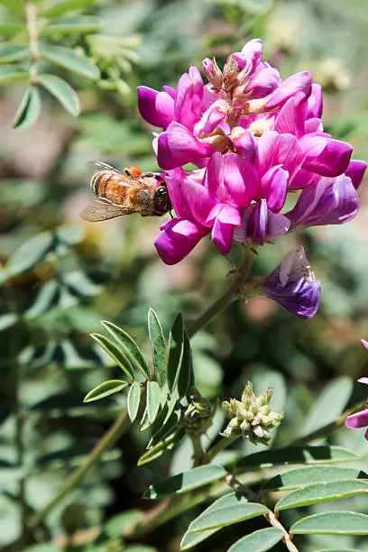 Image of a bumblebee collecting pollen from a pink Crescent Milkvetch flower cluster.  The wildflower is common in Colorado.  The flower is a member of the pea family.