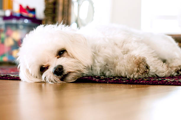 istock Sleepy dog on red carpet 477368901