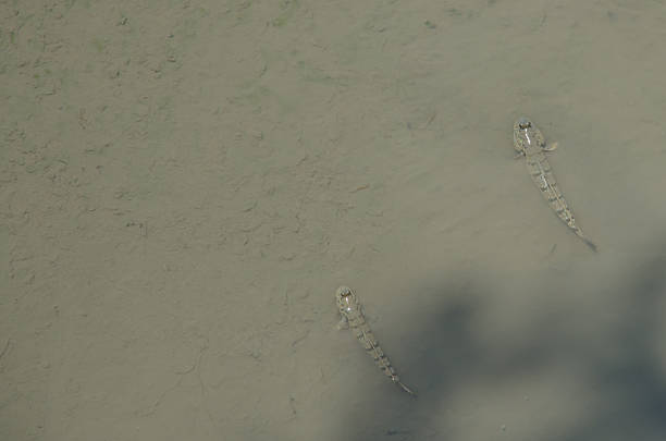 istock mudskippers in the mangrove forest 477368988
