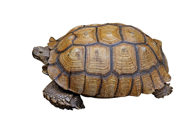 istock african spurred tortoise or geochelone sulcata 477369006