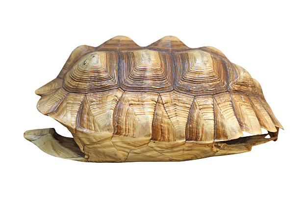 istock african spurred tortoise or geochelone sulcata shell 477369012
