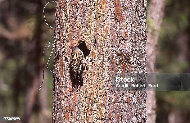 Neotropical Migratory Bird Woodpecker Nesting Pine Tree Tegucigalpa Honduras Stock Photo - Download Image Now