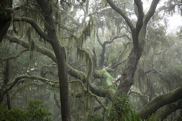 misty alberi con muschio spagnolo - cumberland island foto e immagini stock