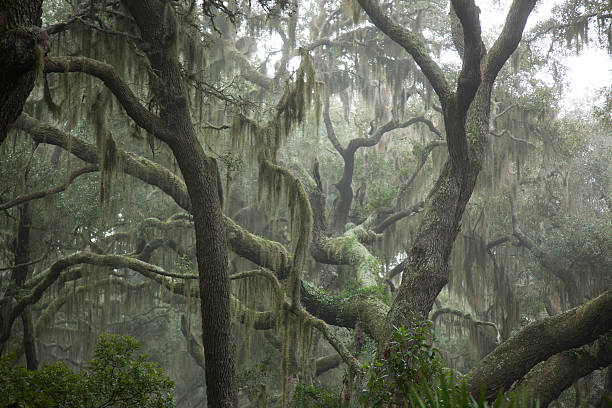 árvores enevoada com musgo espanhol - cumberland island - fotografias e filmes do acervo