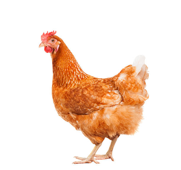 chicken hen livestock chicken hen livestock isolated white brown leg stock pictures, royalty-free photos & images