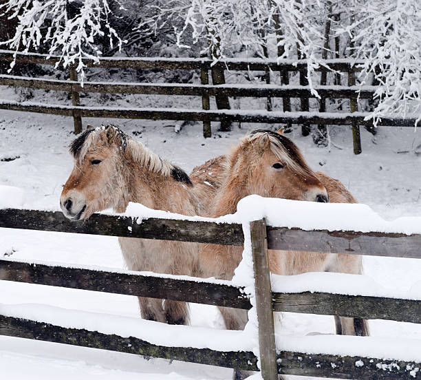 istock Horses in Midday Snow 477371765