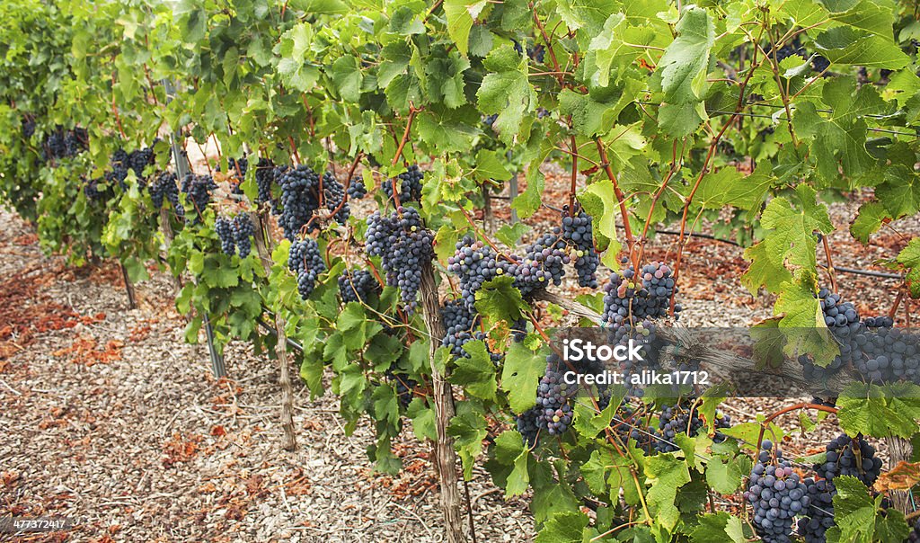 Rojo uvas. - Foto de stock de Agricultura libre de derechos