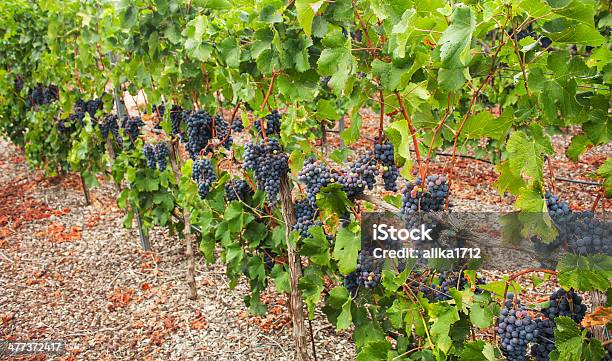 Rojo Uvas Foto de stock y más banco de imágenes de Agricultura - Agricultura, Aire libre, Alimento