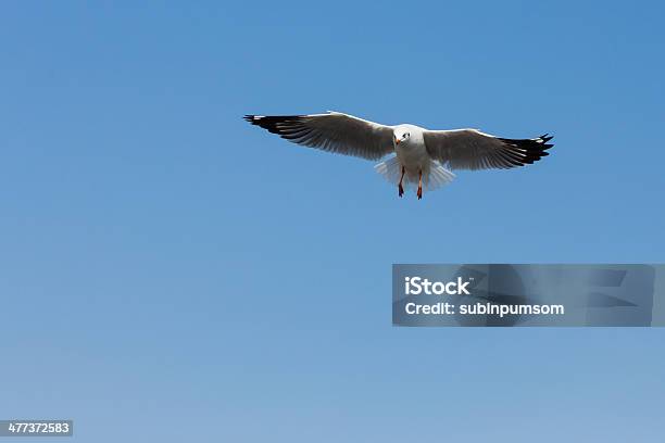 Fliegenden Möwen In Aktion In Bangpoo Thailand Stockfoto und mehr Bilder von Anmut - Anmut, Blau, Fotografie