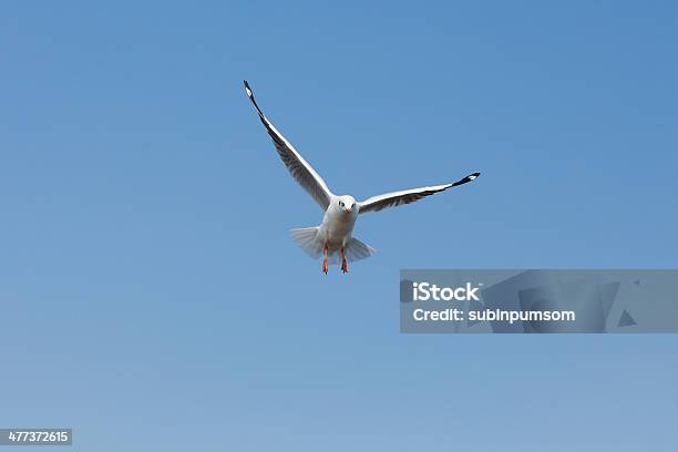 Flying Mewy W Akcji W Bangpoo Tajlandii - zdjęcia stockowe i więcej obrazów Dzikie zwierzęta - Dzikie zwierzęta, Dziób - Pysk, Fotografika