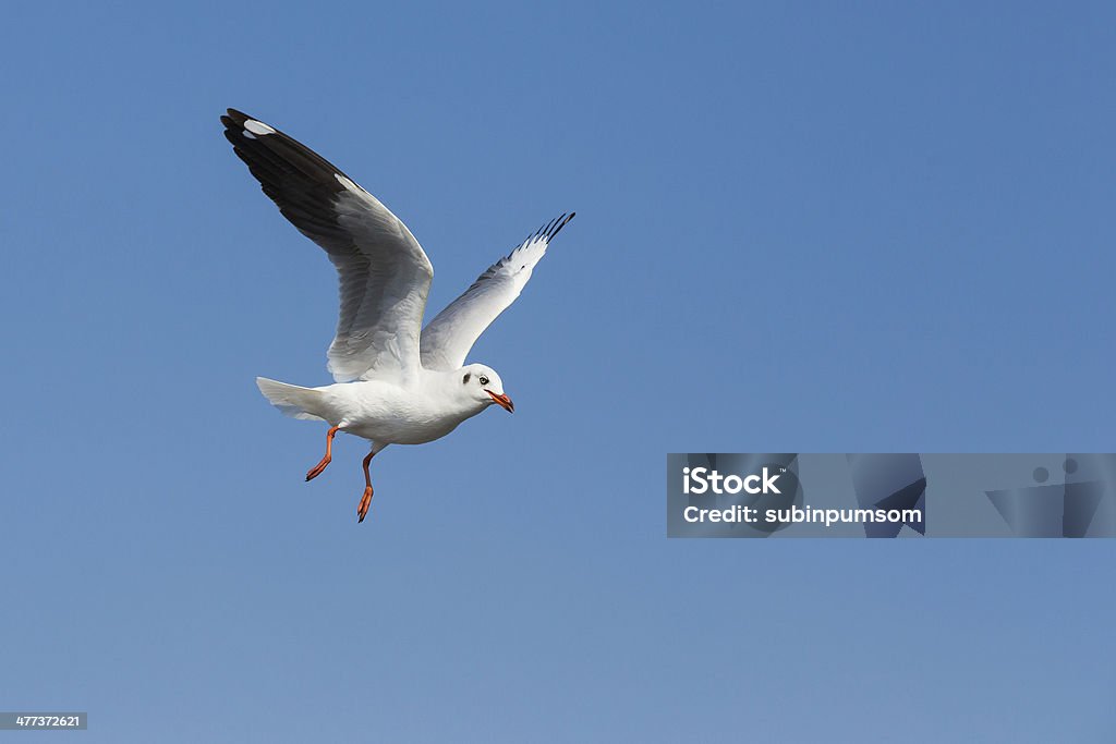 flying mewy w akcji w Bangpoo Tajlandii - Zbiór zdjęć royalty-free (Dzikie zwierzęta)