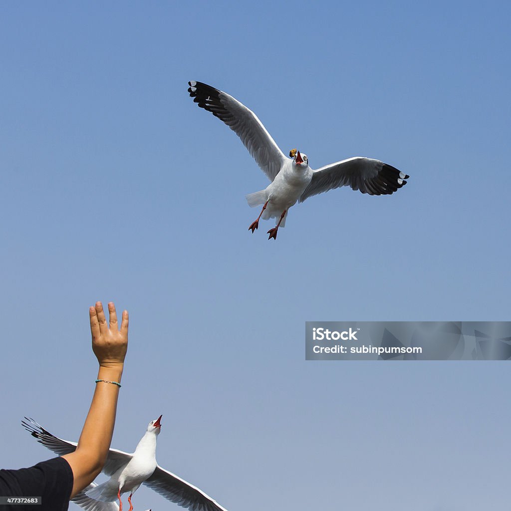 Voar gaivotas em ação em Bangpoo Tailândia - Royalty-free Animal Foto de stock