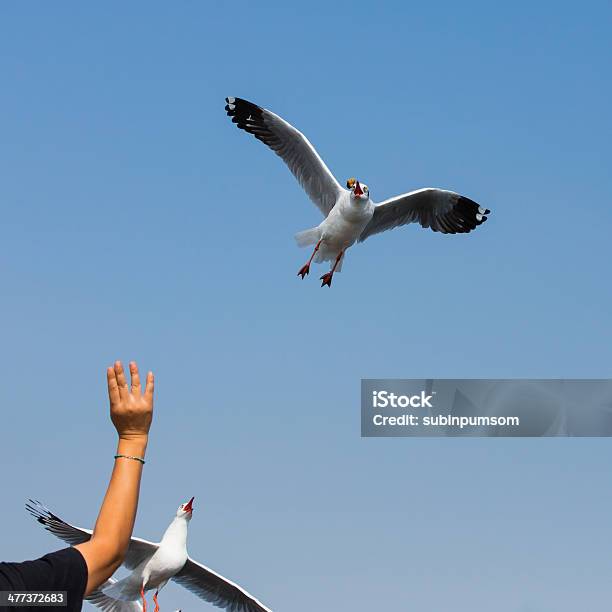 Voar Gaivotas Em Ação Em Bangpoo Tailândia - Fotografias de stock e mais imagens de Animal - Animal, Animal selvagem, Ao Ar Livre