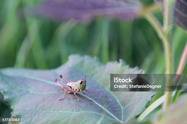 Heuschrecke Auf Einem Blatt Stockfoto und mehr Bilder von Bildschärfe - Bildschärfe, Blatt - Pflanzenbestandteile, Braun