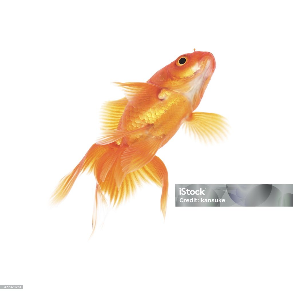 Peixinho Dourado - Foto de stock de Barbatana - Parte do corpo animal royalty-free