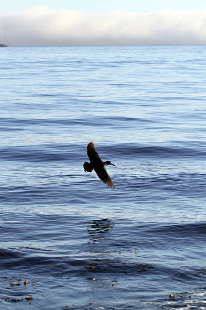 istock Skimming the Water 477374926