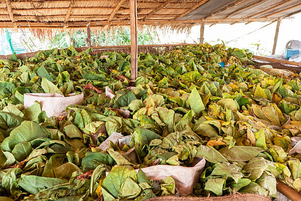 istock Tobbaco plantation  farm in thailand 477374944