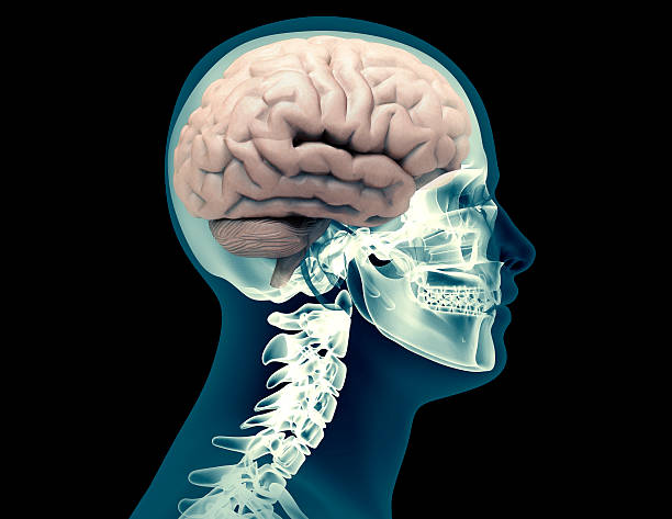 x-ray squelette humain avec cerveau - corpus striatum photos et images de collection