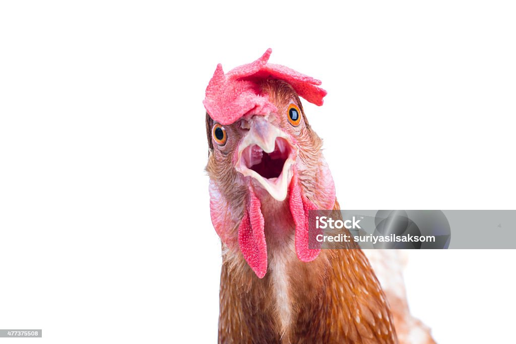 Head Of Surprising Hen Stock Photo - Download Image Now - Chicken - Bird,  Hen, White Background - iStock