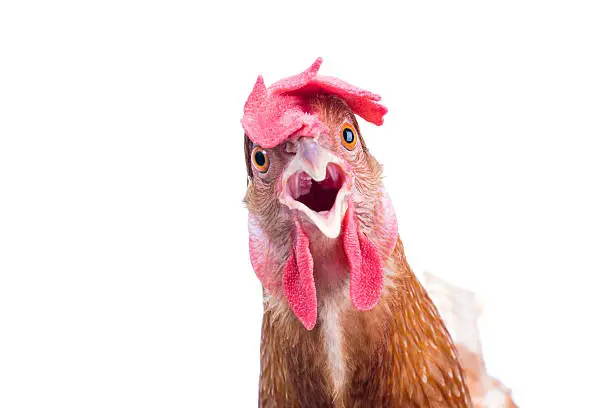 Photo of head of surprising hen