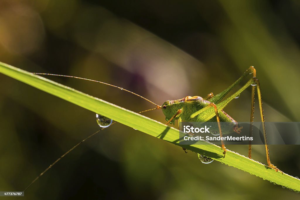 Salpicado bush-cricket (Leptophyes punctatissima) - Foto de stock de Camuflagem royalty-free