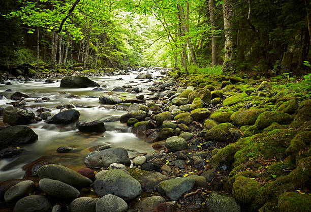 istock Mountain River in the wood 477377465