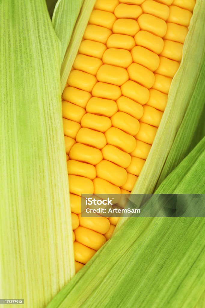 Close-up view of ripe corn on the cob among leaves Close-up view of ripe corn on the cob among green leaves. Natural background 2015 Stock Photo