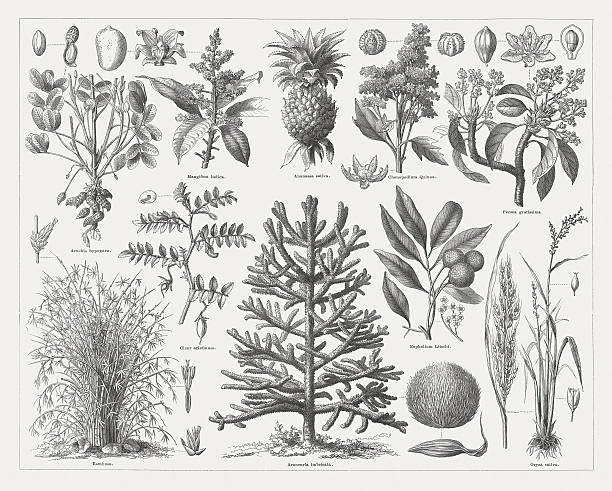 Food plants, wood engraving, published in 1877 Food plants: Peanut (Arachis hypogaea); Mango tree (Mangifera indica), Pineapple (Ananassa sativa, or Ananas sativus, Ananas comosus); Quinoa (Chenopodium quinoa), Avocado (Persea gratissima, or Persea americana); Bamboo (Bambusa, Bambuseae); Monkey puzzle tree (Araucaria imbricata, or Araucaria araucana) with cone; Lychee (Nephelium Litschi, or Litchi chinensis); Asian rice (Oryza sativa). Woodcut engraving, published in 1877. araucaria araucana stock illustrations