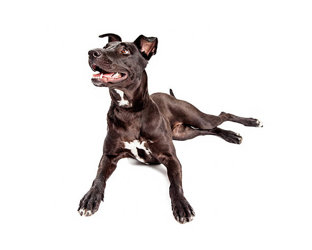 istock Happy Smiling Black Crossbreed Dog Laying 477378290