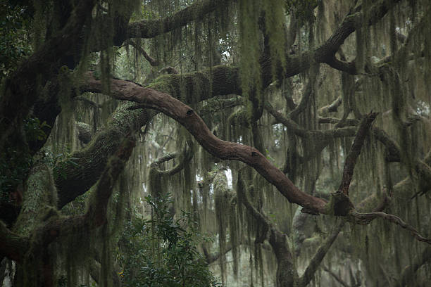 misty alberi con muschio spagnolo - cumberland island foto e immagini stock