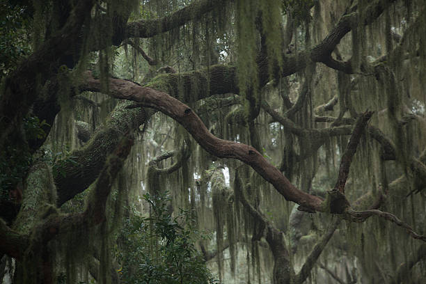 árvores enevoada com musgo espanhol - cumberland island - fotografias e filmes do acervo