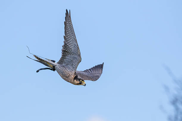 이 swoop - peregrine falcon 뉴스 사진 이미지