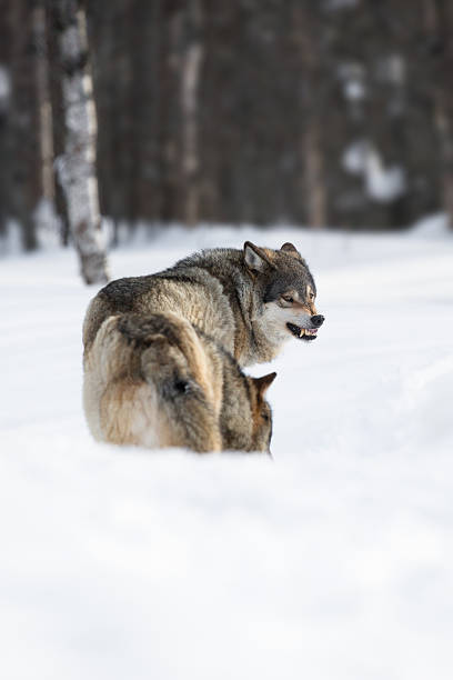 istock Two angry wolves in the Snow 477379165