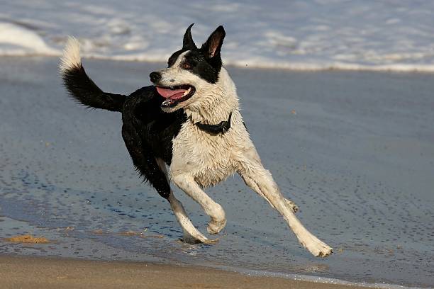 istock Dog at the Beach 477379265