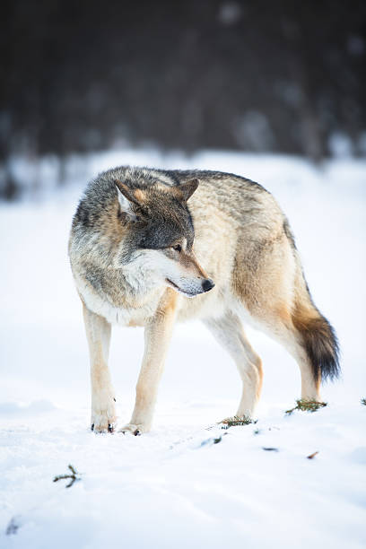 um lobo no inverno - wolf norway woods winter - fotografias e filmes do acervo