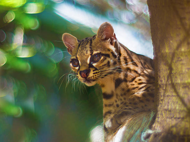 istock Margay cat in the wild 477380131