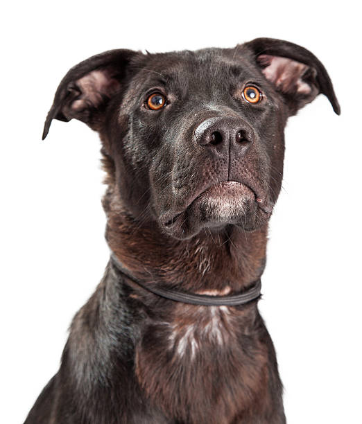 istock Closeup of Black Labrador Mixed Breed Dog 477381086