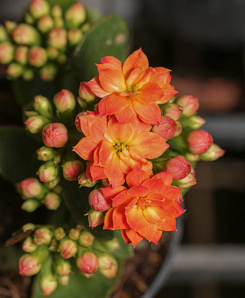istock Kalanchoe Flower 477381546