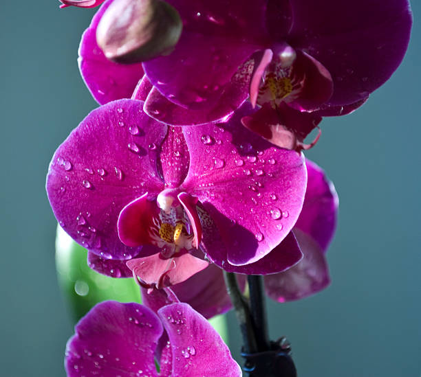 Flowering pink orchids stock photo