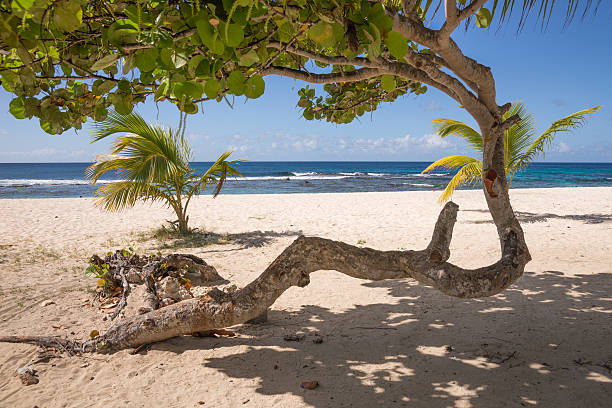 istock Abstract tree on tropical beach of Guadeloupe 477384354