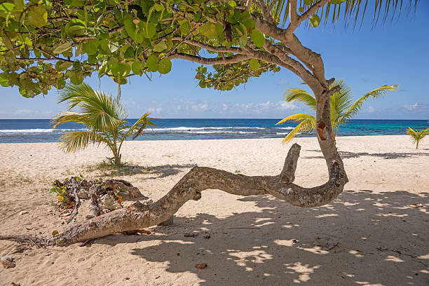 istock Abstract tree on tropical beach of Guadeloupe 477384396