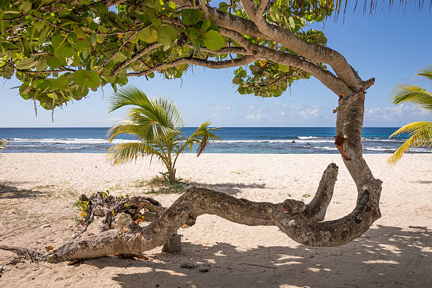 istock Abstract tree on tropical beach of Guadeloupe 477384406