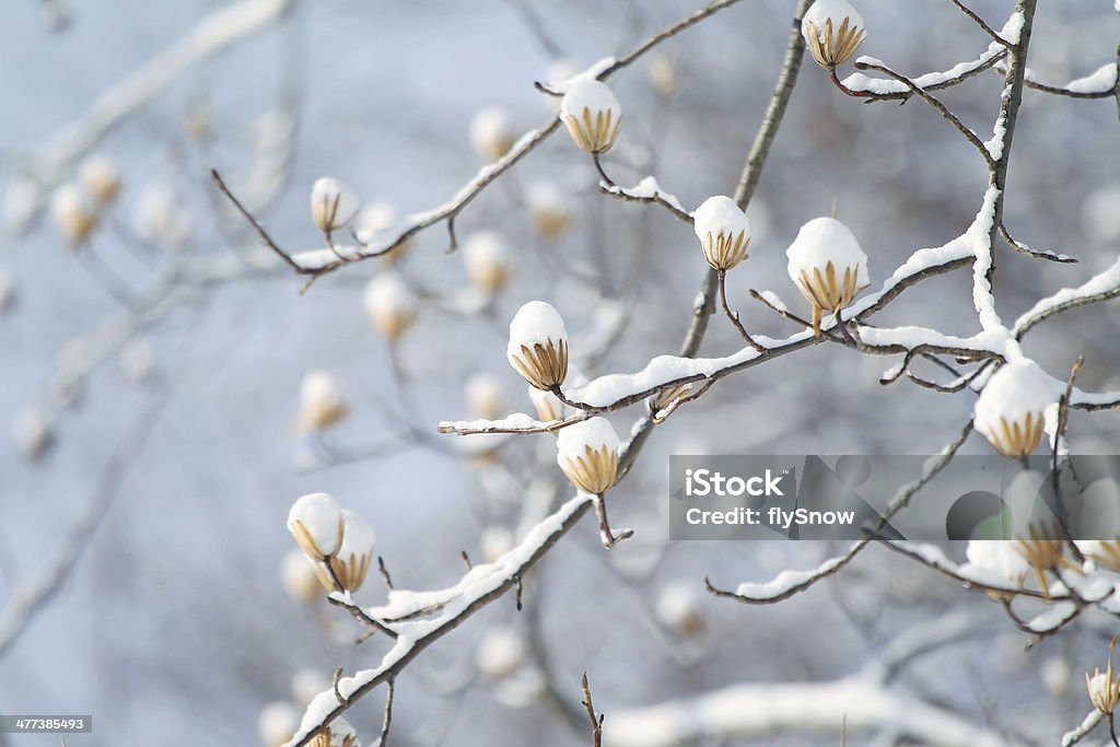 Snow on the branch 雪 White snow on the tree branch. Abstract Stock Photo