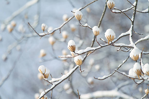 Snow on the branch 雪 White snow on the tree branch. 雪 stock pictures, royalty-free photos & images
