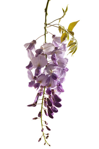 istock Wisteria sinensis flower 477385604