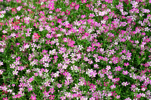 Blooming dense flowers of small pink flowers
