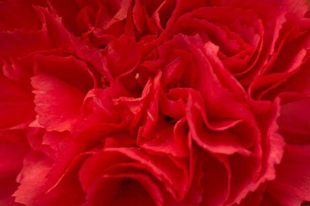 istock macro of carnation petals 477385857