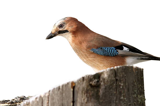 istock isolated garrulus glandarius on stump 477386725