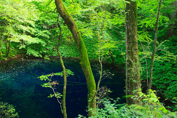 istock Shirakami-Sanchi(world heritage) 477387373